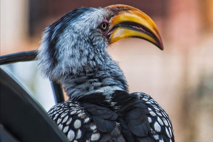 10 days Cape Town/Kruger park & Johannesburg Magical Tour - Photo 1 of 6